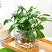 Florero de vidrio cuadrado 14 cm 103164