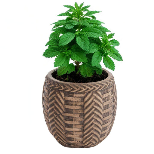 Maceta tranzada de cemento café 10 cm BDT3162
