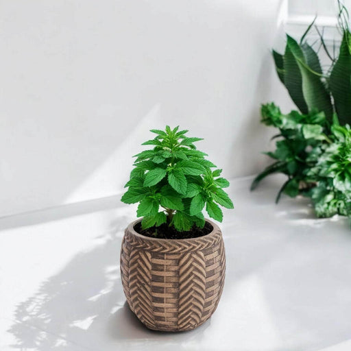 Maceta tranzada de cemento café 10 cm BDT3162