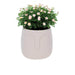 Macetero de cerámica Beige 12 cm 22JTJ4050