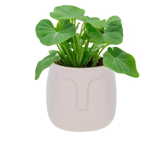 Macetero de cerámica Beige 14 cm 22JTJ4049
