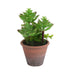 Planta Artificial Suculenta 20 cm Y18108-4
