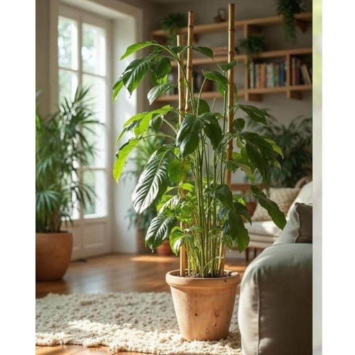 Set 5 tutores de bambu 120 cm CKX3484