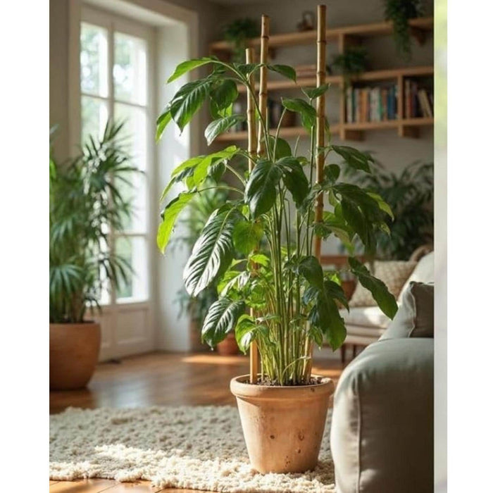 Set 5 tutores de bambu 120 cm CKX3484