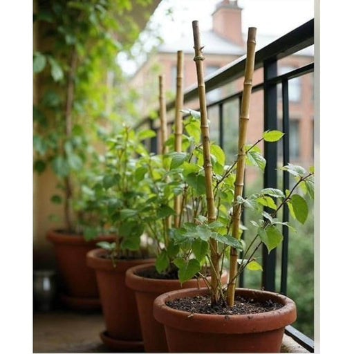 Set 5 tutores de bambu 60 cm CKX3482