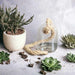 Terrario suculenta de vidrio con cuerda  15 cm 3-2360