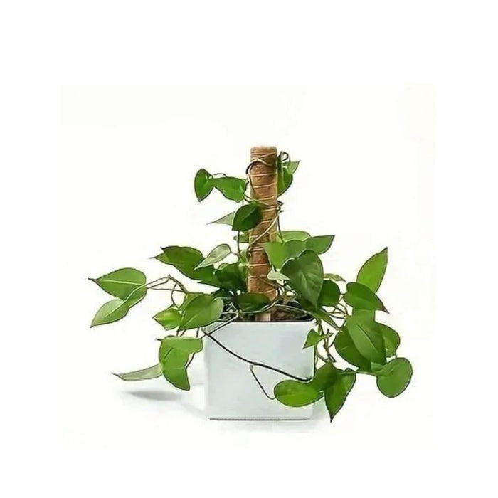 Tutor fibra de coco 42 cm CKX3473