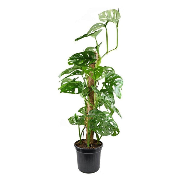 Tutor fibra de coco 62 cm CKX3475